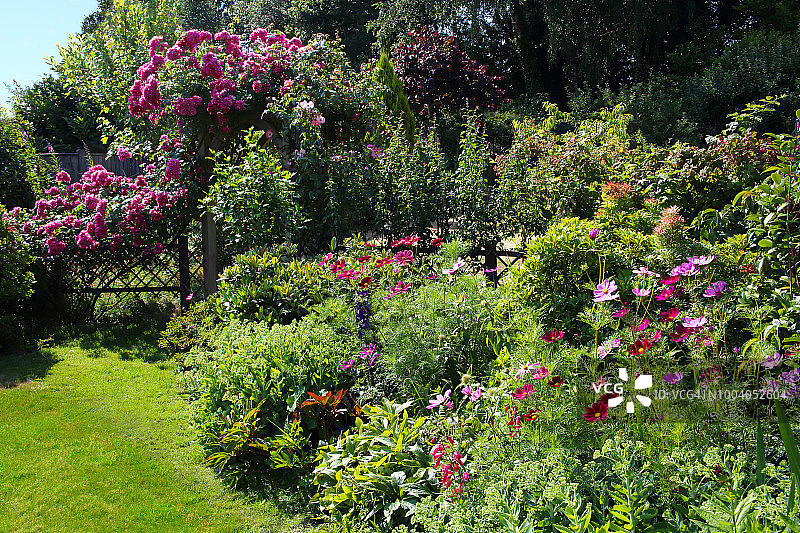 花园中的蔷薇美柱和宇宙花。图片素材