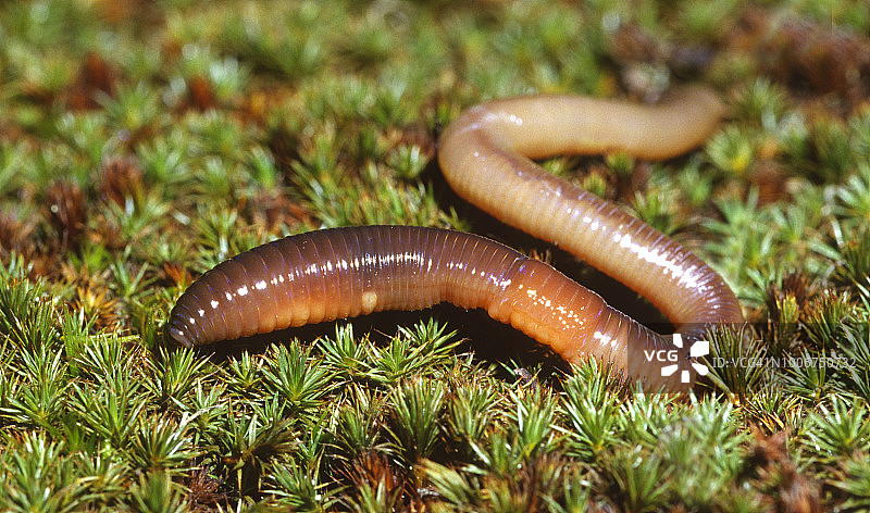 地上分节的蠕虫(或环节动物)，通常称为蚯蚓或夜行动物(地蚓)图片素材