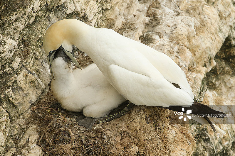 一只塘鹅(Morus bassanus)在英国悬崖边缘的鸟巢中喂养它可爱的小鸡。图片素材