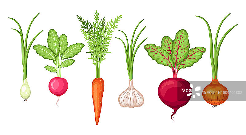 农用蔬菜收获集用胡萝卜，洋葱，大蒜，萝卜，甜菜根图片素材
