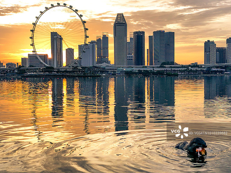 在新加坡城市天际线的日落背景中，一只海狸正在吃鱼(日落)图片素材
