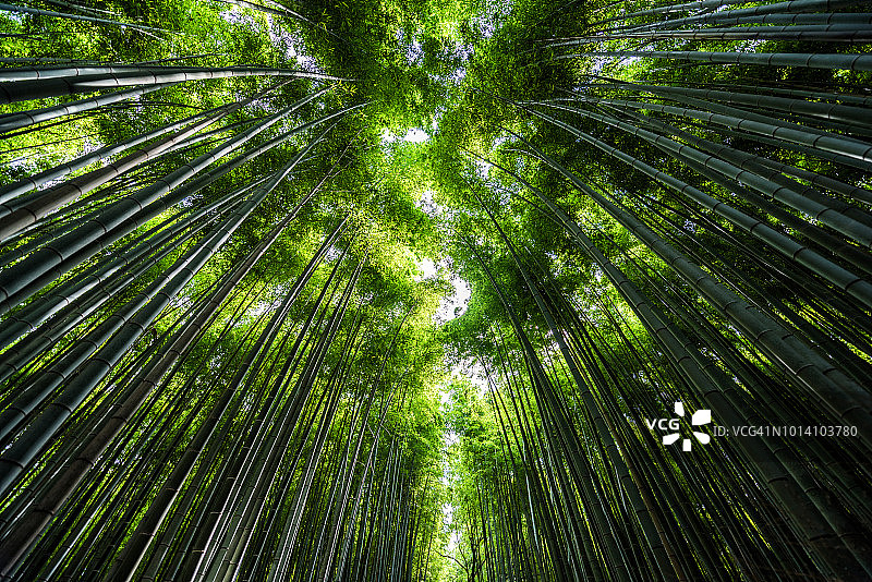 京都岚山的竹林图片素材