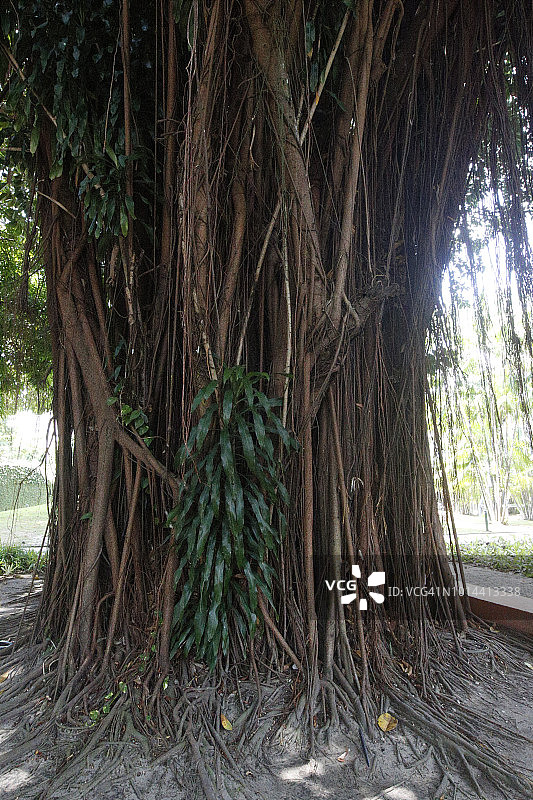 巴西帕拉州，带有寄生植物的树干图片素材