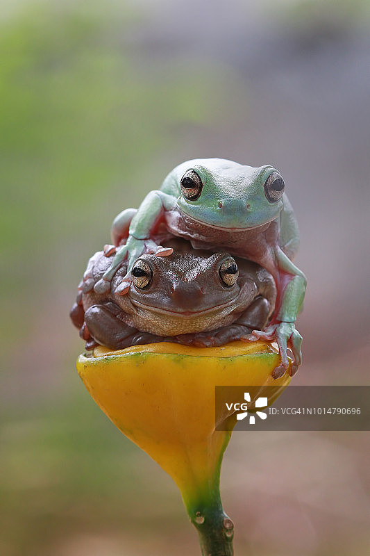 两只矮胖的树蛙坐在一棵植物上，印度尼西亚图片素材