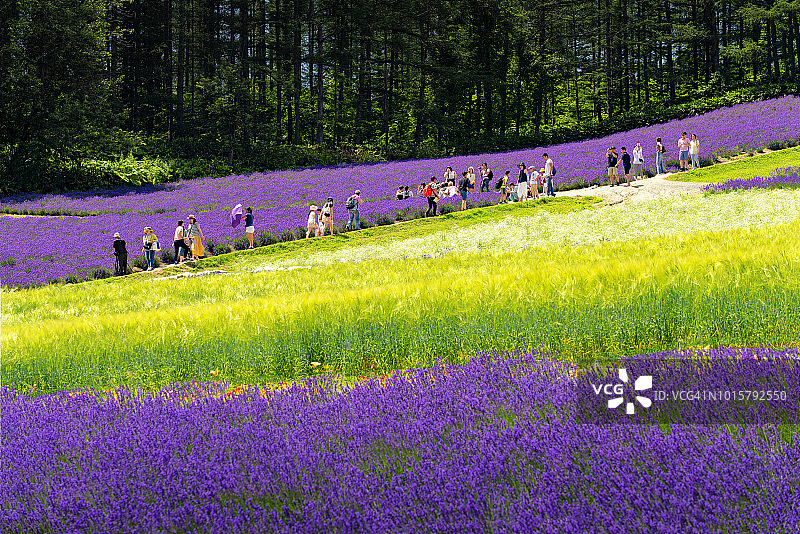 游客和日本富田农场的薰衣草田在夏天图片素材