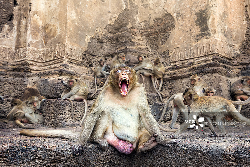亚洲寺庙里尖叫的猴子的肖像图片素材