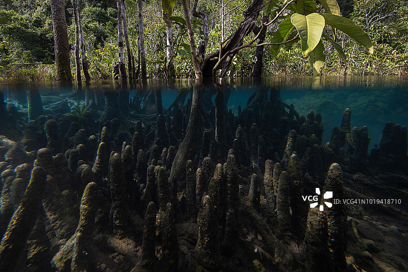 水下生命系统和泥炭沼泽森林中的红树林。泰国甲米省达蓬运河地区图片素材