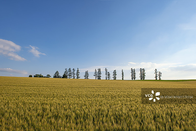 日本，北，温和的七山，夏季黄色麦田与排松的蓝天日图片素材