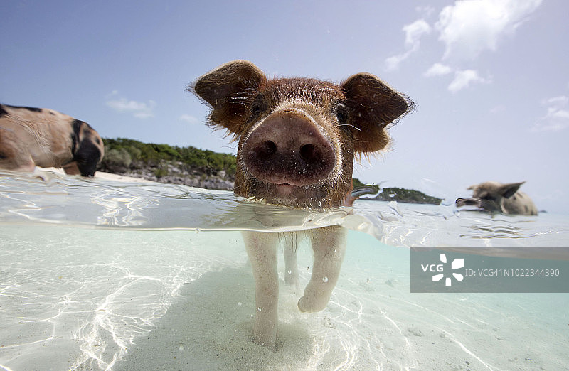 埃克苏马的游泳猪图片素材
