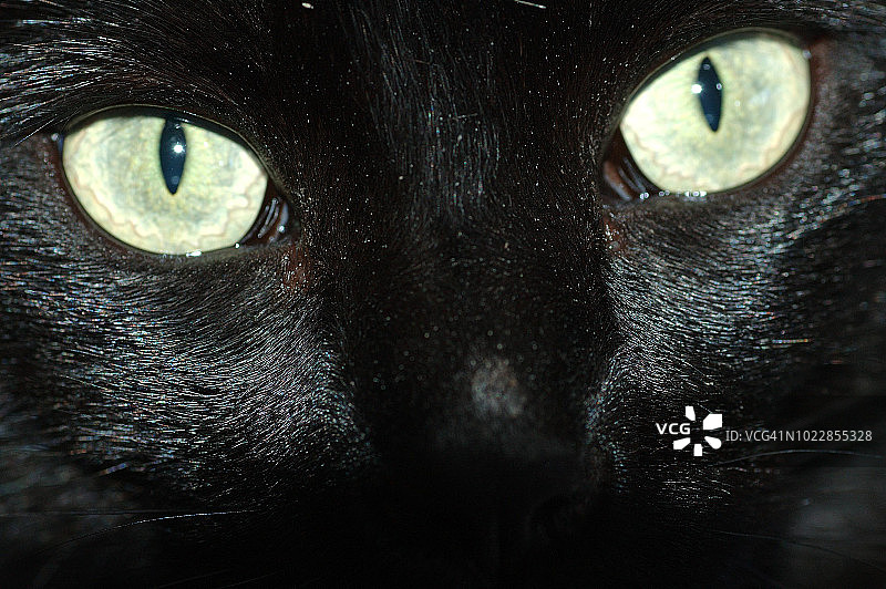 微距的黑猫的眼睛和脸图片素材