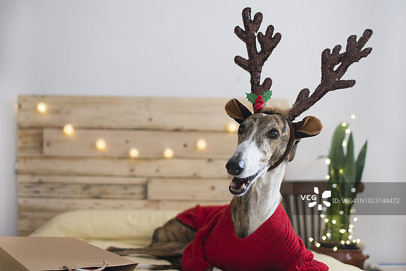灰狗在圣诞节期间穿着套头衫和鹿角的肖像图片素材