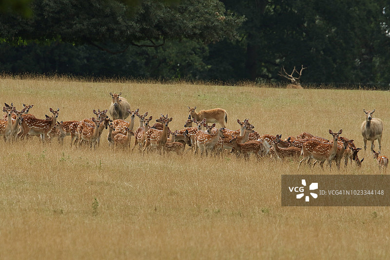 一群满洲梅花鹿，也叫梅花鹿，在林地边缘的草地上，母鹿和它们的小鹿在吃草。图片素材