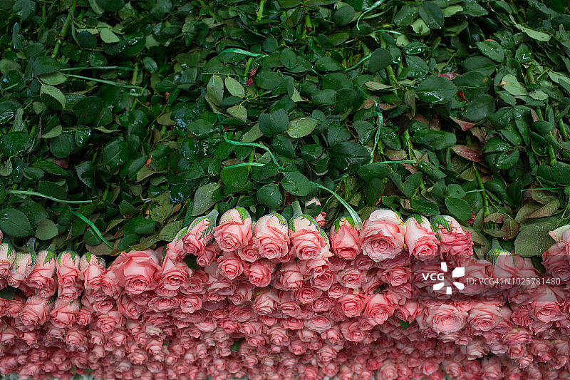 斗南花卉市场的玫瑰墙图片素材
