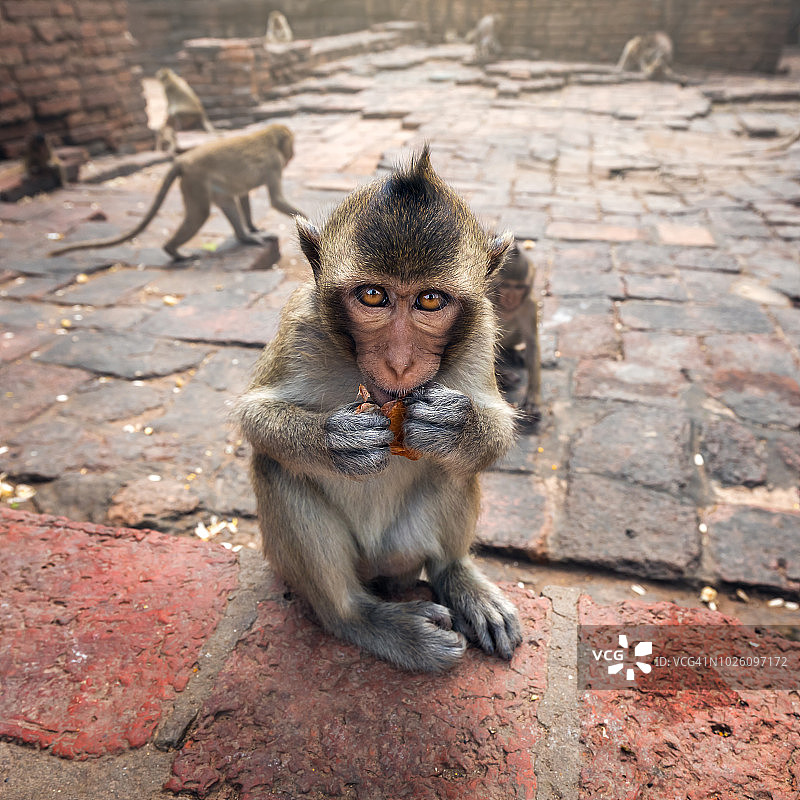 这是亚洲寺庙里一只小猴子白天盯着相机的特写图片素材