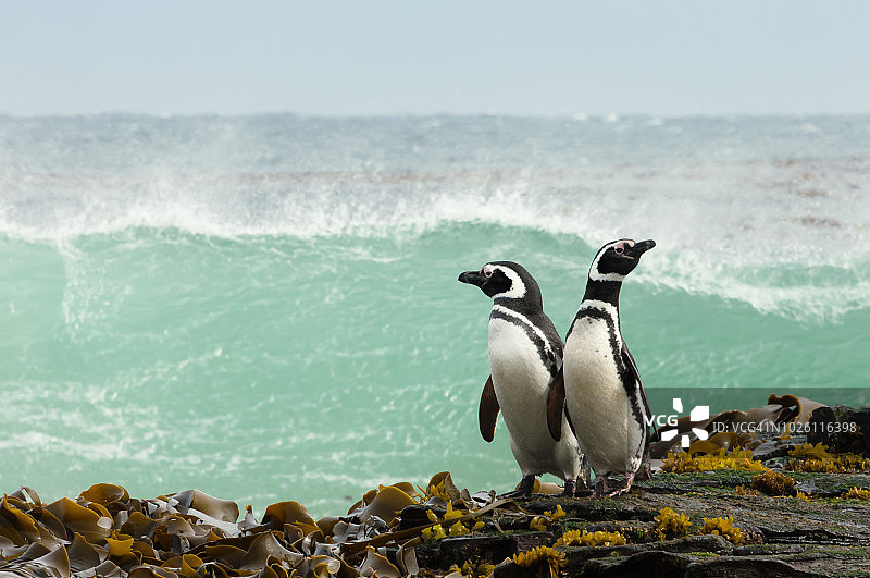 两只麦哲伦企鹅站在岸边观看暴风雨般的海洋图片素材