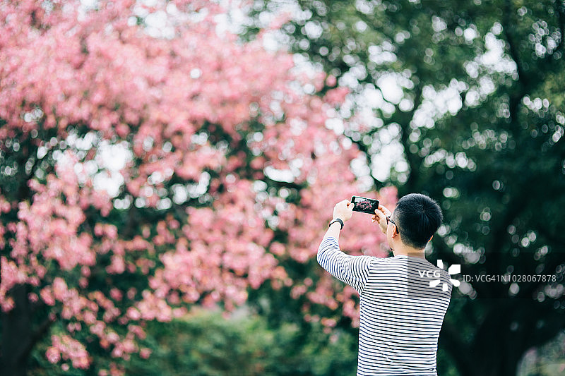 一名男子在自然公园用手机在树上拍摄粉红色花朵的后视图图片素材
