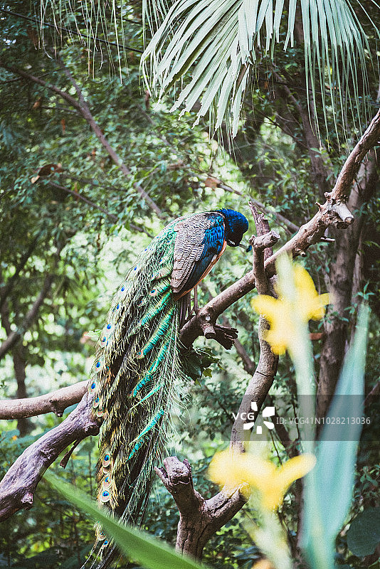 一只绿色的孔雀站在树干上图片素材
