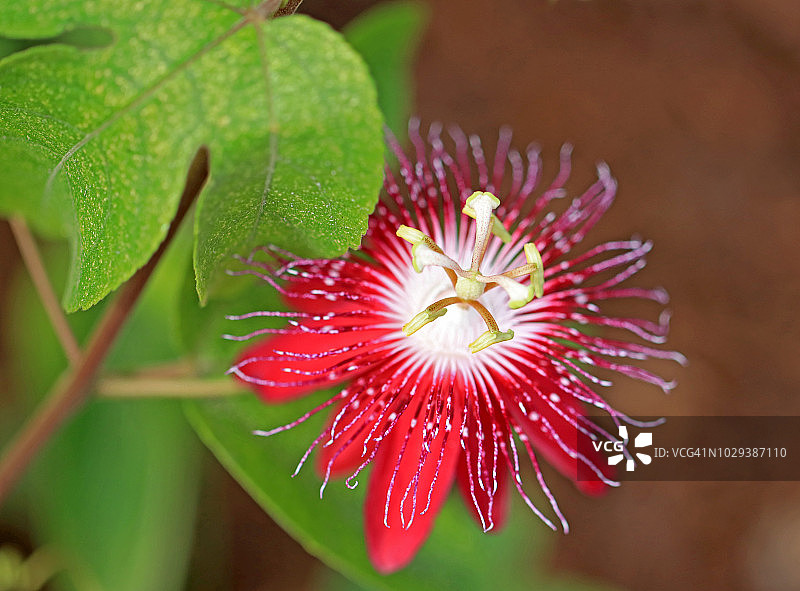 一朵红色的西番莲花——西番莲图片素材