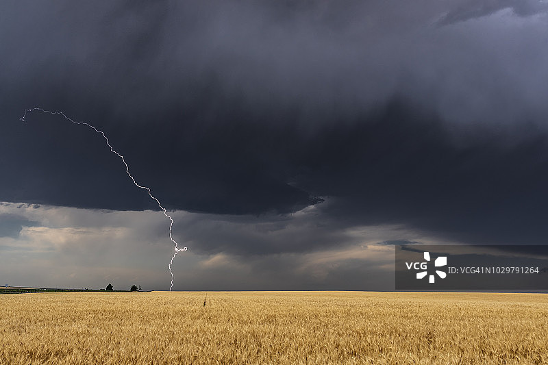 闪电掠过美国科罗拉多州的小麦作物图片素材