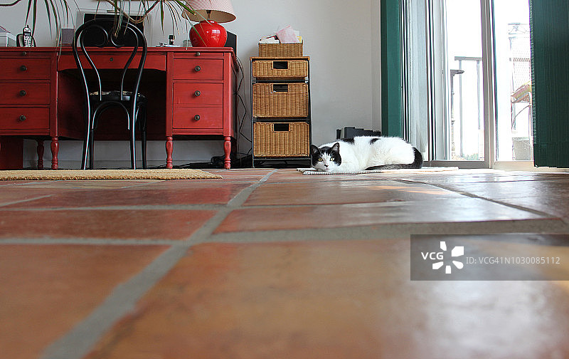 远处的家猫躺在窗户附近的地板上图片素材