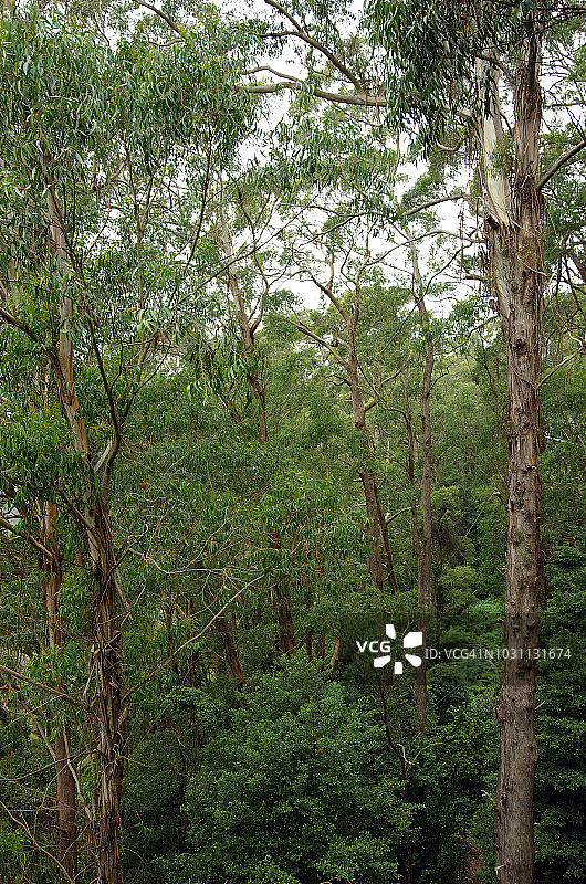 澳大利亚新南威尔士州骑士山的Illawarra悬崖温暖温带雨林的桉树图片素材