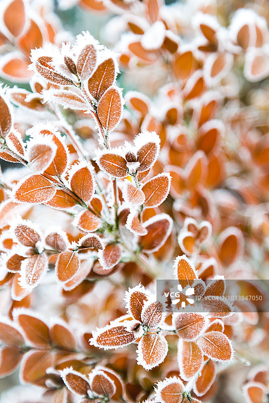 灌木的叶子上有白霜图片素材