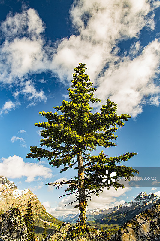 在班夫国家公园，一棵孤独的针叶树沿着落基山脉的岩石脊生长图片素材