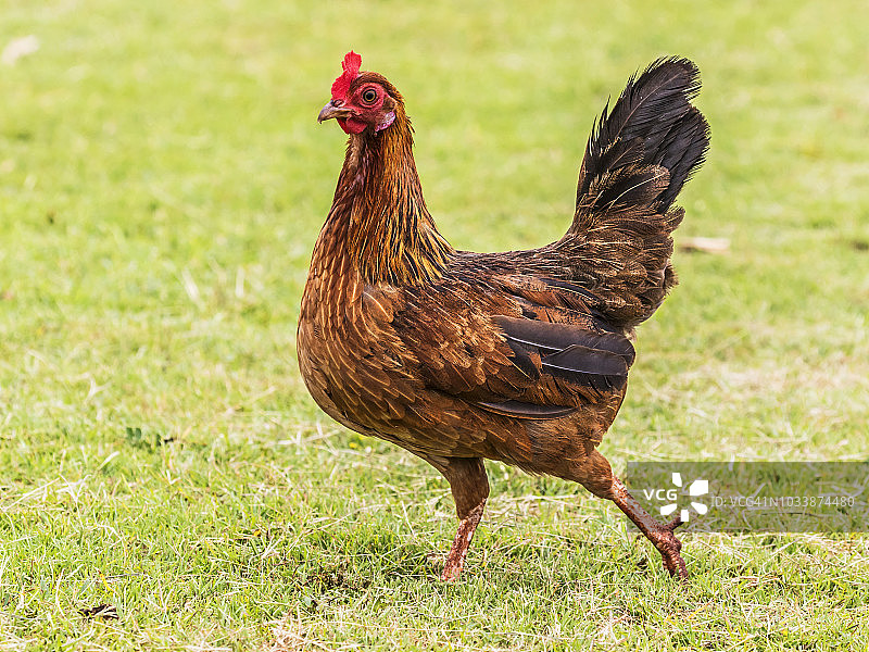 放养鸡(家养母鸡)，夏威夷岛上发现的许多放养鸡之一图片素材