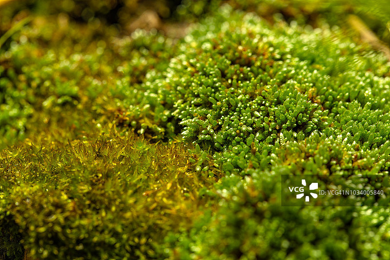苔藓细节自然花园图片素材
