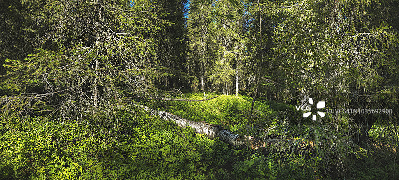 森林在芬兰。图片素材