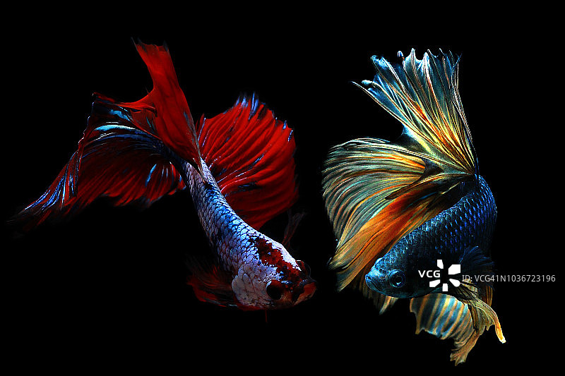 两条斗鱼，印度尼西亚图片素材