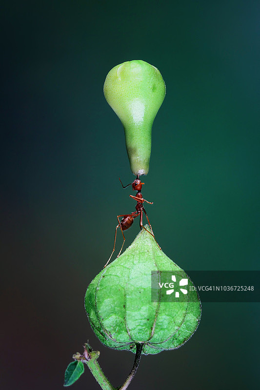 印度尼西亚，蚂蚁在带着花蕾的花上图片素材