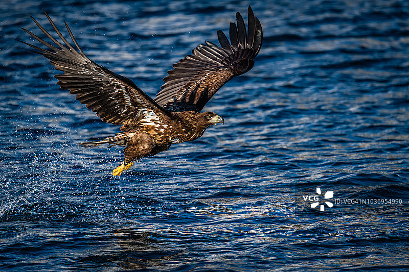 日本北海道知床半岛冬季在海面上狩猎的展翅白尾鹰图片素材