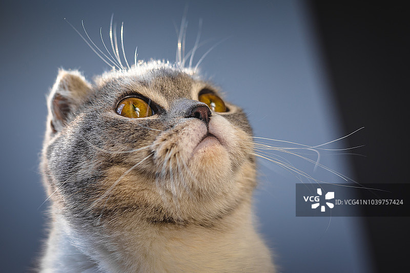 一个可爱的苏格兰折叠猫抬头的特写图片素材