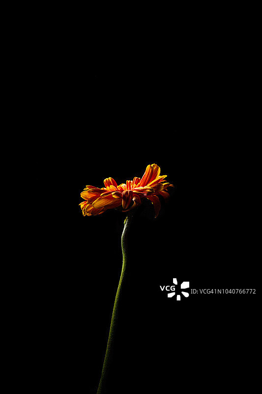 桔红色的雏菊长茎上孤立，呈黑色垂直状图片素材