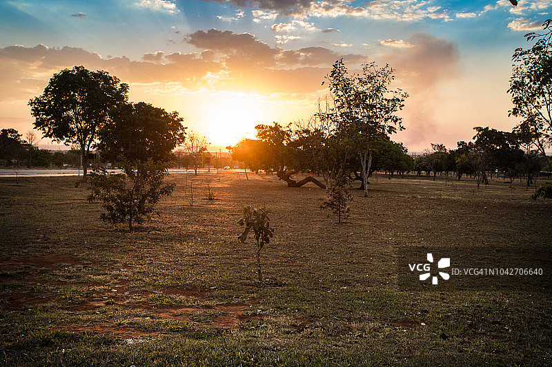 巴西巴西利亚塞拉多的日落和树。图片素材