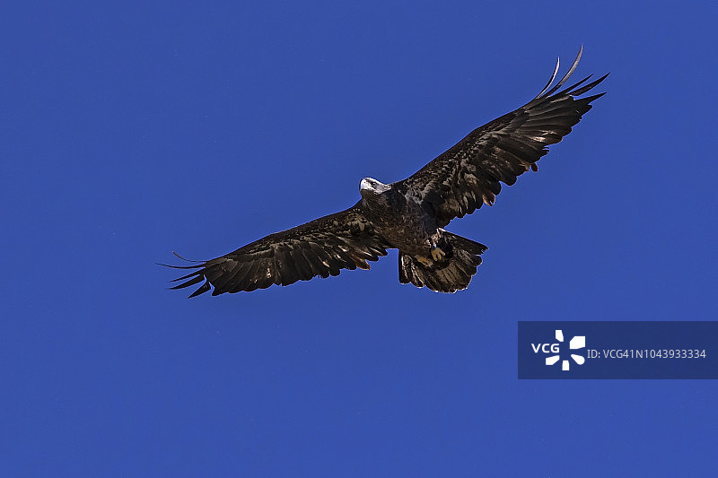 鸟幼秃鹰在加利福尼亚湖上空滑翔图片素材