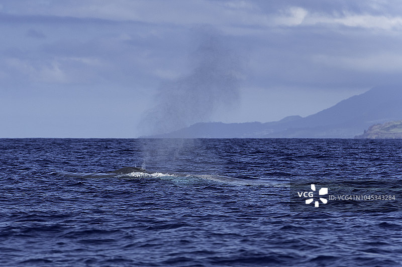 蓝鲸在海面上呼气，背景是比科岛。图片素材