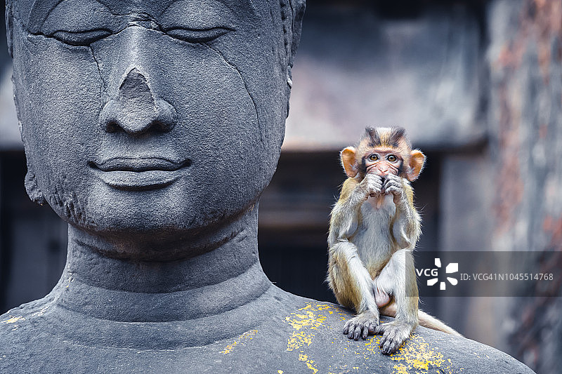 在亚洲泰国的一座寺庙里，一只年轻的猕猴坐在佛像上图片素材