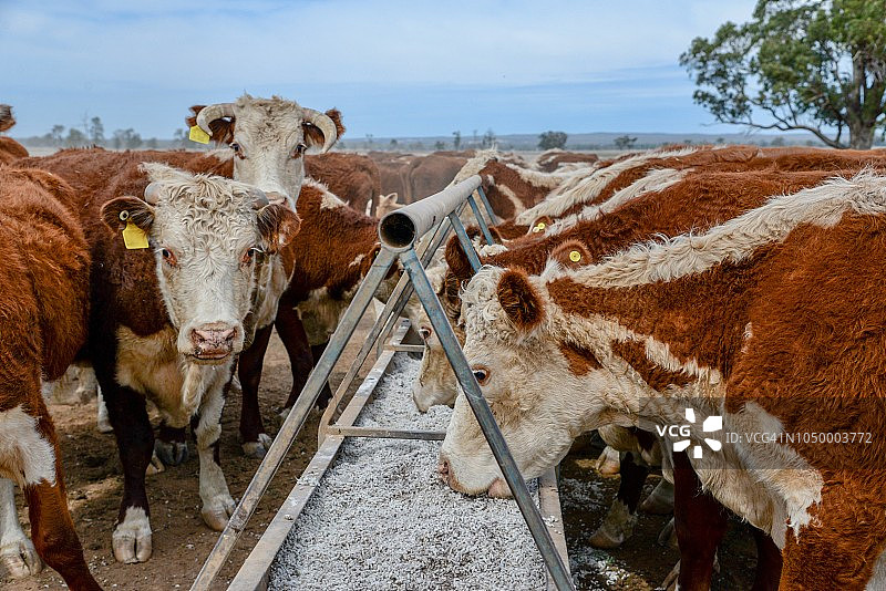 牧草喂养的肉牛，赫里福德小母牛，在干旱期间从槽喂养图片素材