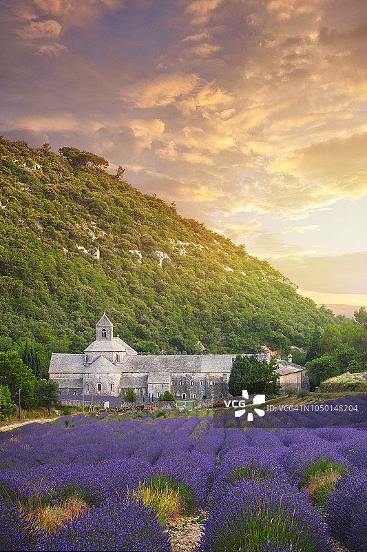 法国普罗旺斯的塞纳克修道院和薰衣草田图片素材