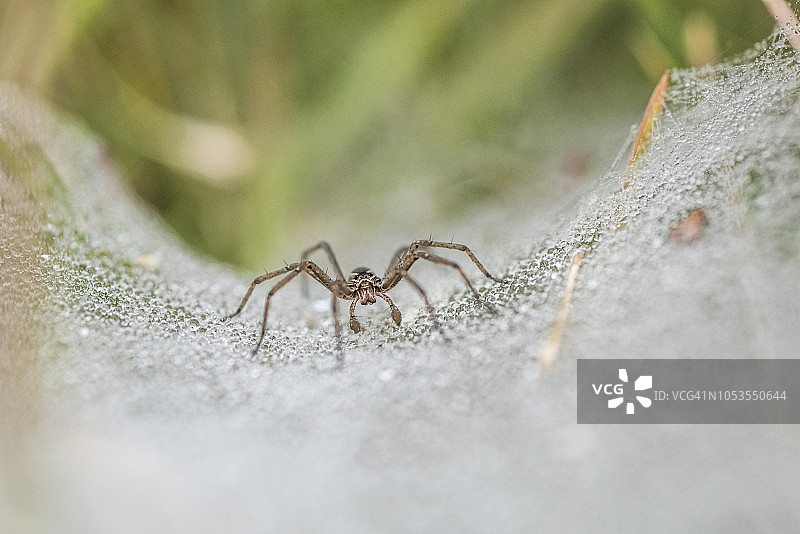 漏斗网蜘蛛，阿古拉斯国家公园，西开普，南非图片素材