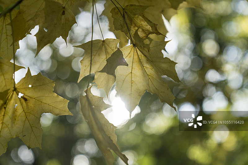 秋天的树叶在树上。图片素材