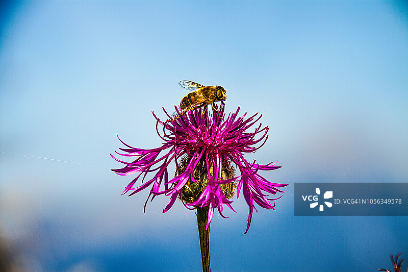 一只蜜蜂站在一朵粉红色的花上，在前景和奥地利的阿尔卑斯山在背景-蒂洛，奥地利，欧洲图片素材