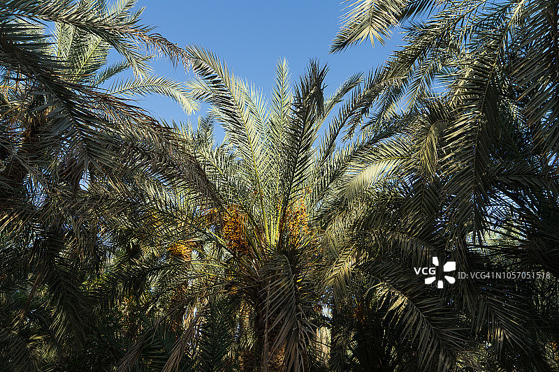 绿洲地区有椰枣，椰枣树靠近埃及巴哈里亚沙漠图片素材