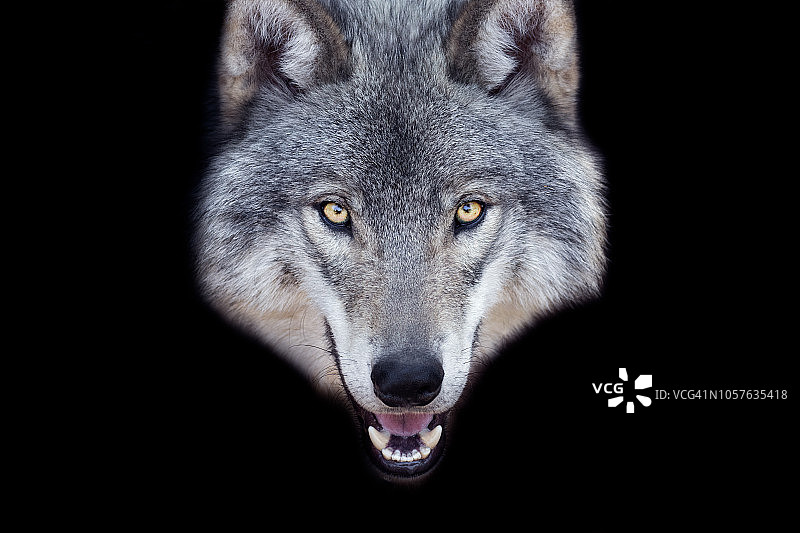 灰太狼的肖像图片素材