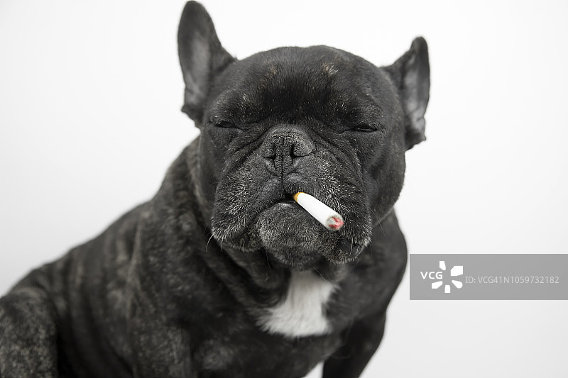 狗吸烟图片素材