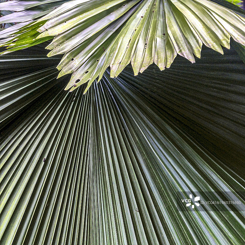 棕榈叶图片素材