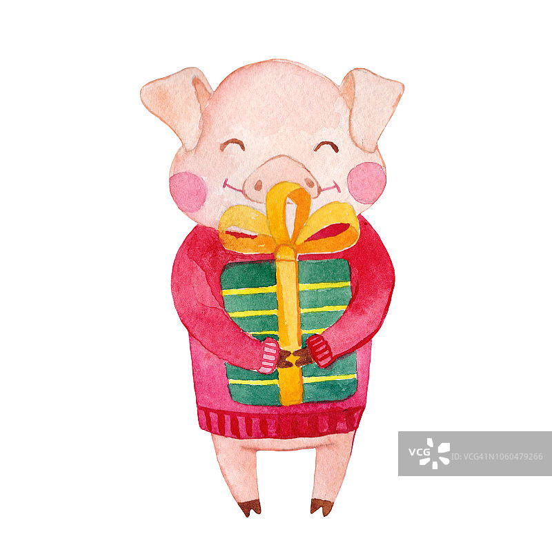 可爱的水彩卡通猪与礼盒。图片素材