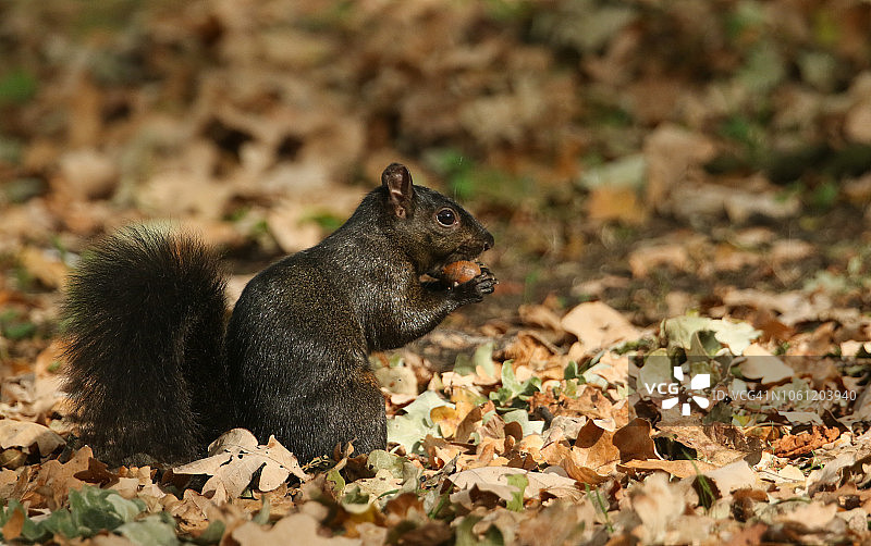 一只稀有可爱的黑松鼠(Scirius carolinensis)坐在地上的落叶上，嘴里叼着一颗橡子。图片素材